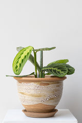 'Lemon lime' Maranta planted in Super Crackle glaze planter by Bruning Pottery