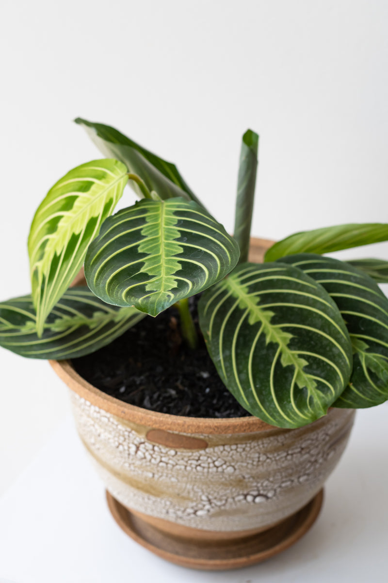 'Lemon lime' Maranta planted in Super Crackle glaze planter by Bruning Pottery