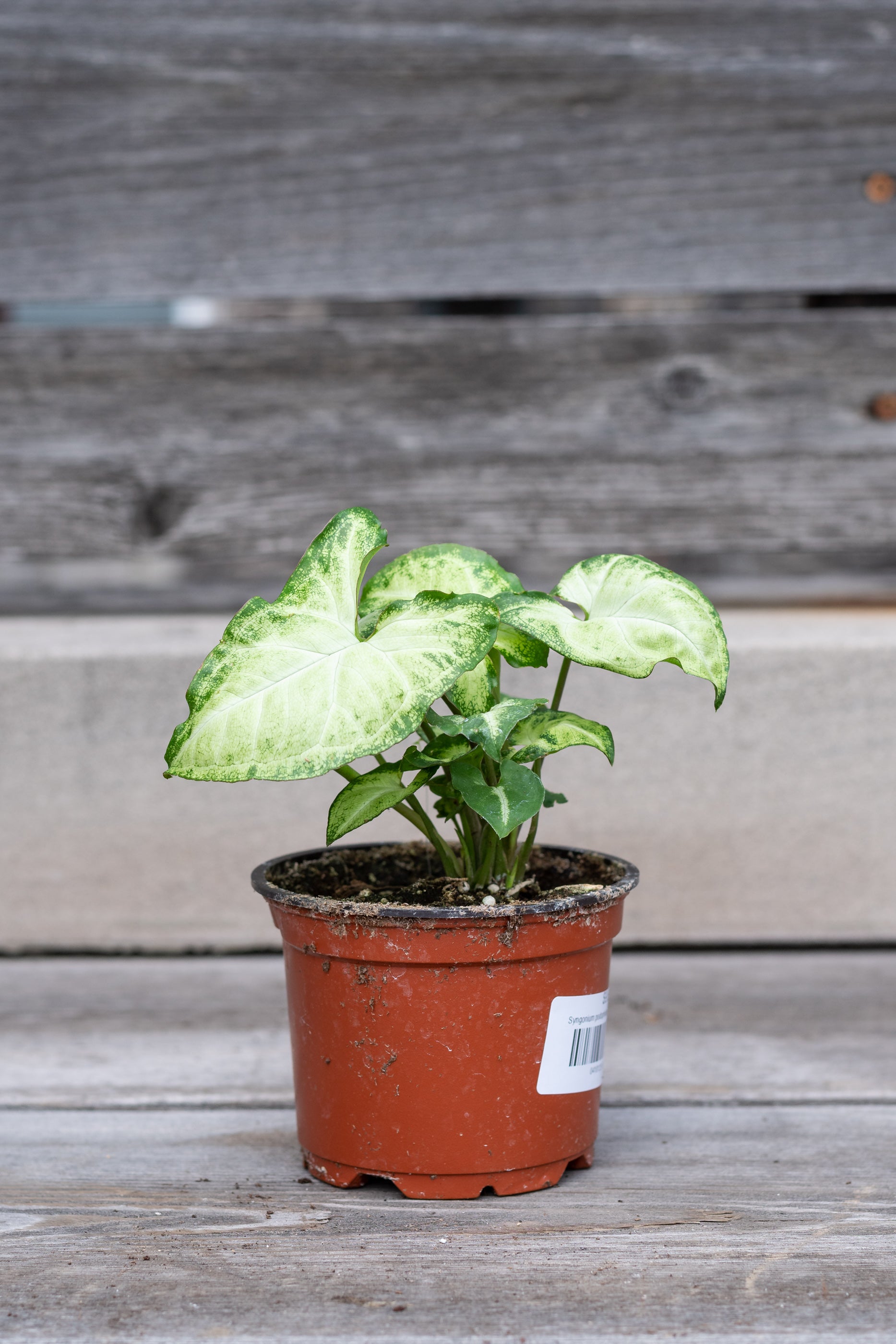 Syngonium podophyllum in nursery pot in front of grey wood background