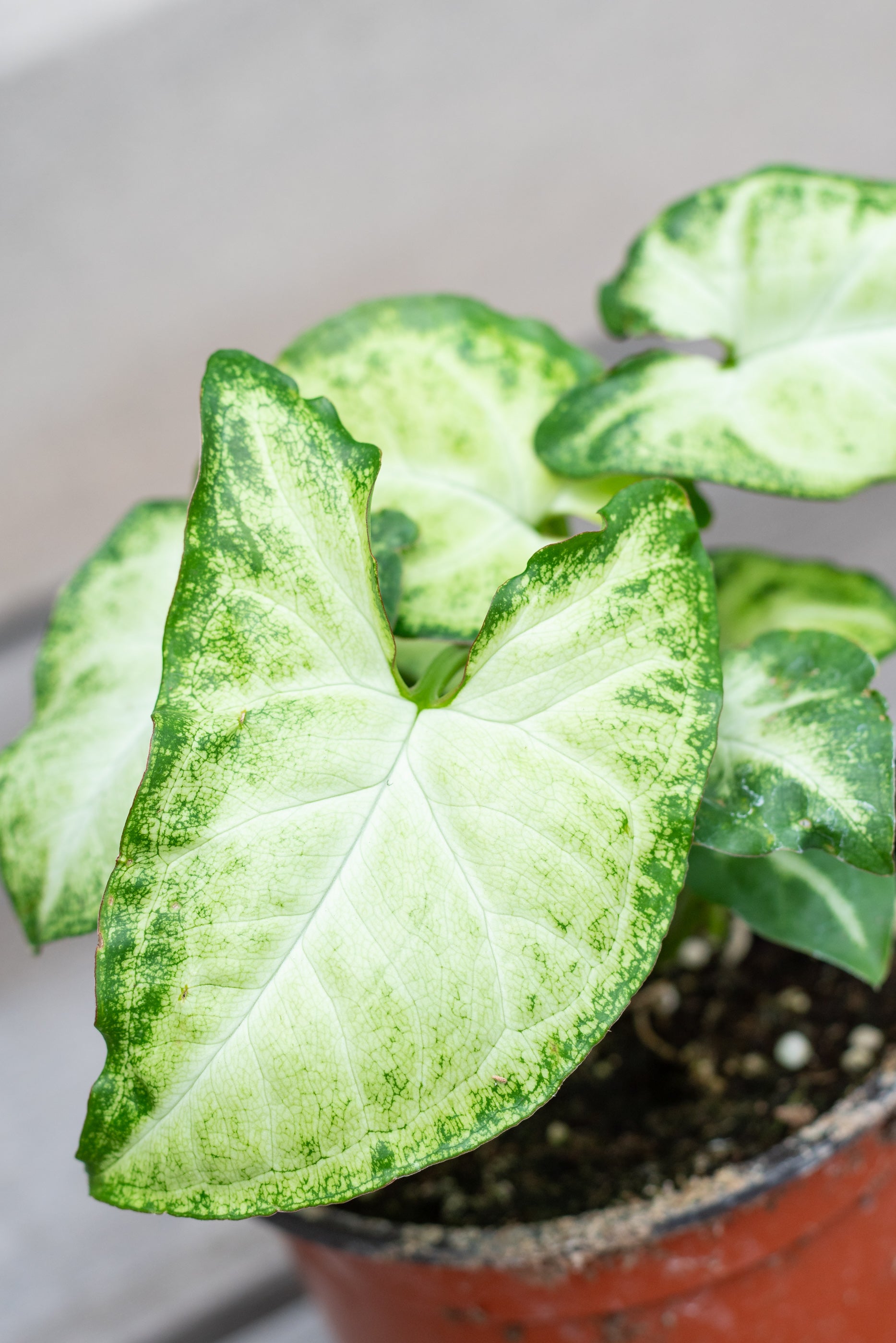 Close up of Syngonium podophyllum leaves