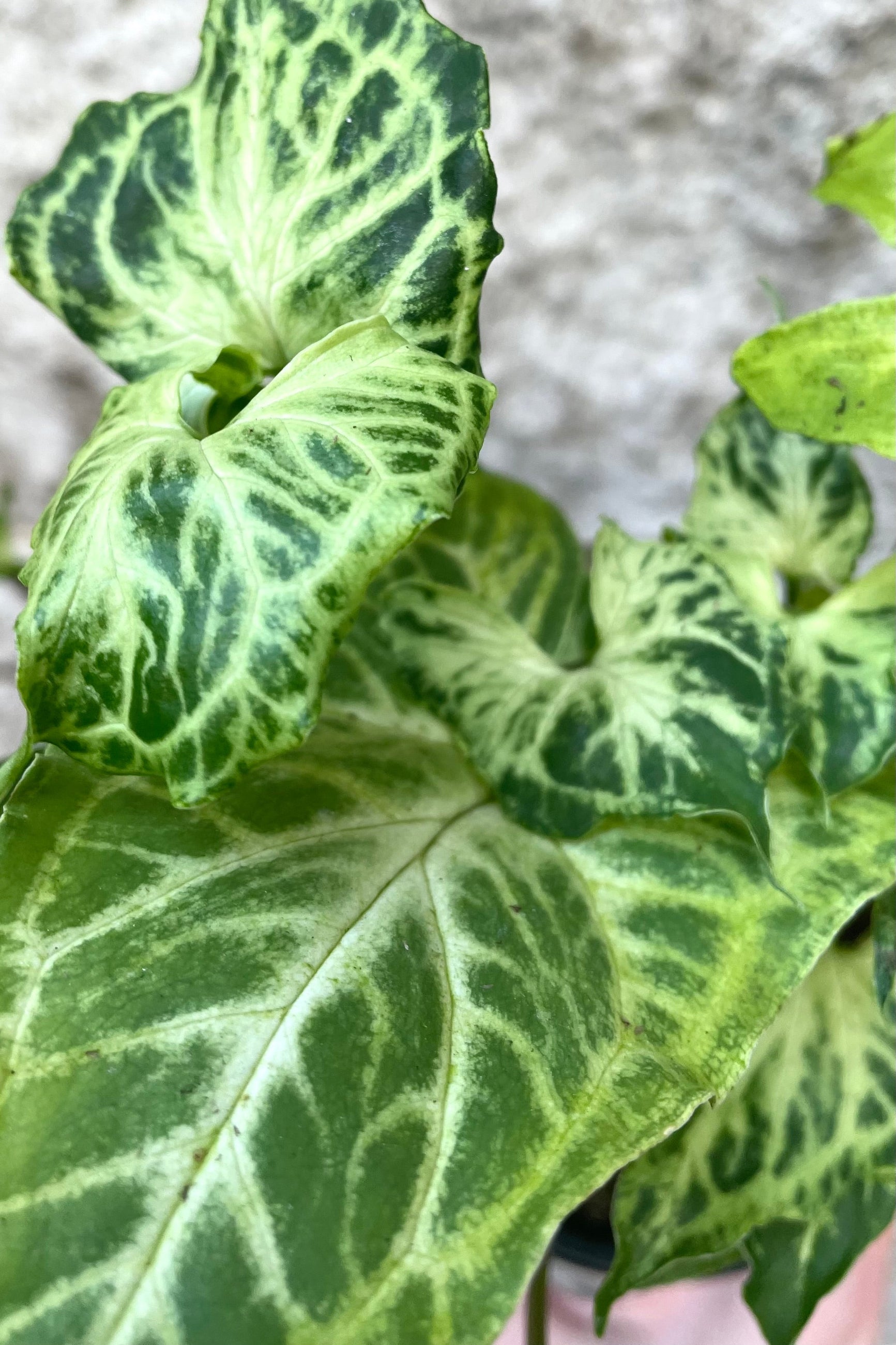 A detailed view of Syngonium podophyllum 'Batik' 4" against concrete backdrop ©Sprout Home