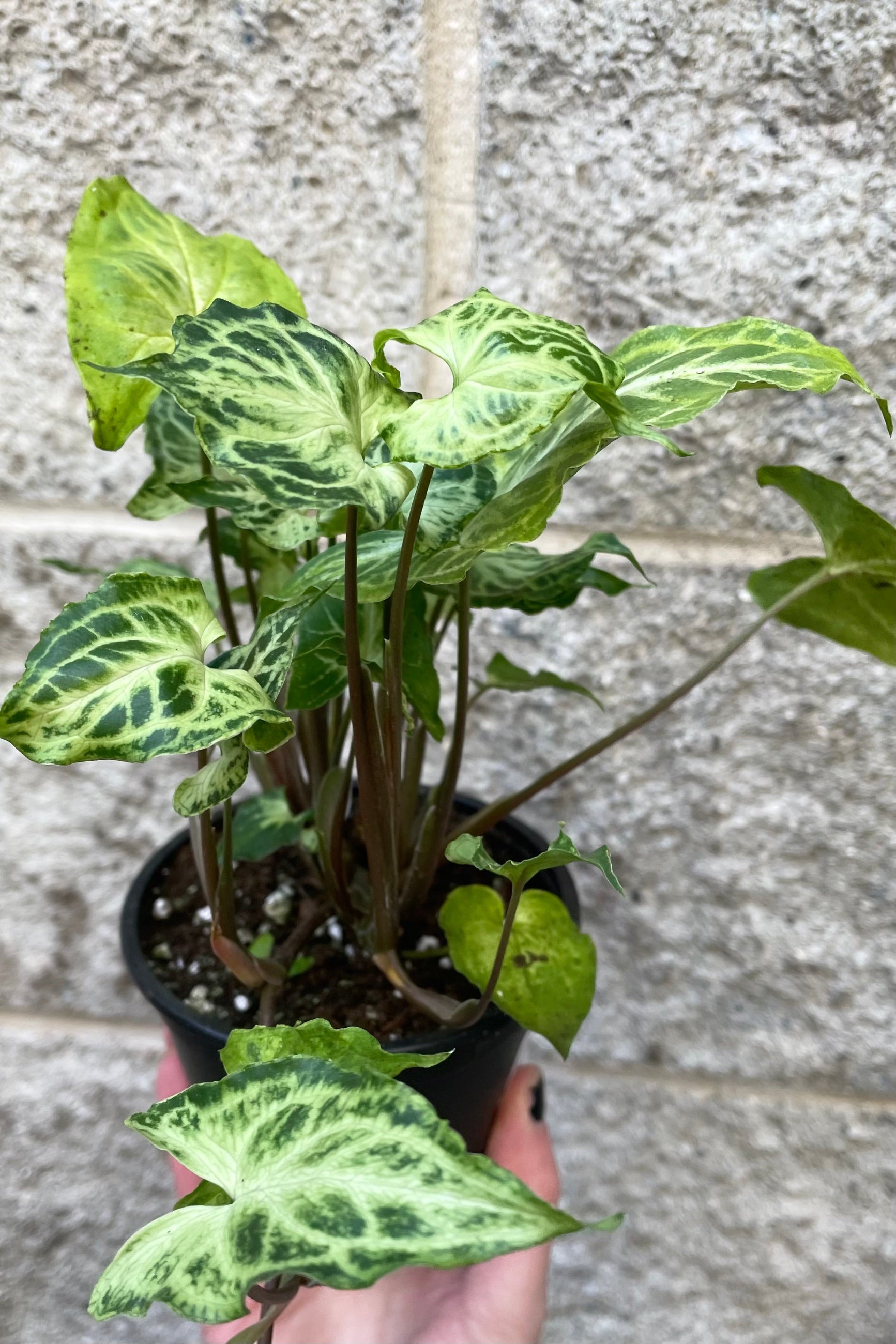 A hand holds Syngonium podophyllum 'Batik' 4" against concrete backdrop ©Sprout Home