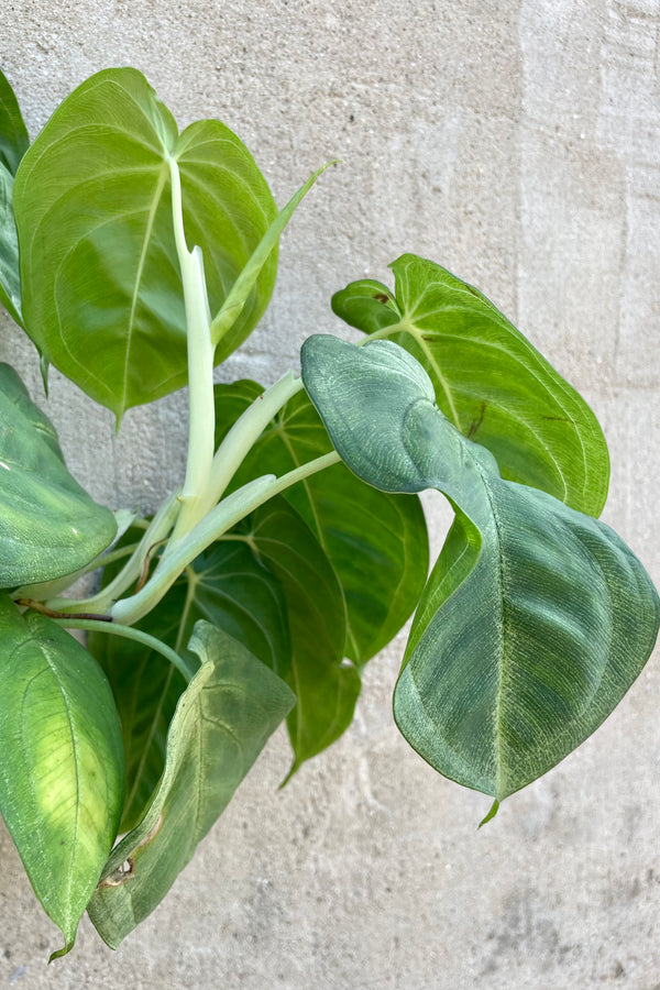 Detail of Syngonium macrophyllum 'Frost' 8" green vining leaves against a grey wall