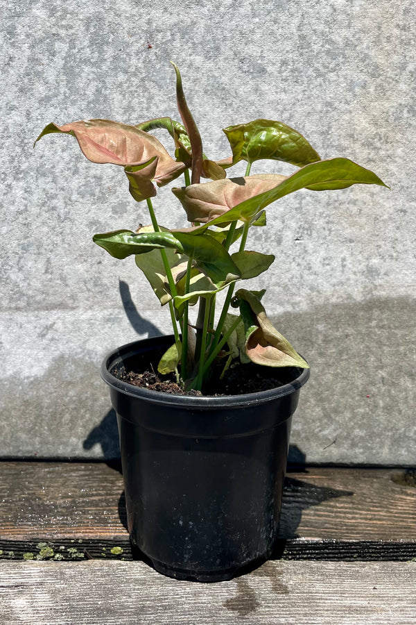 Syngonium podophyllum 'Neon' 4" black growers pot with green and pink leaves against a grey wall