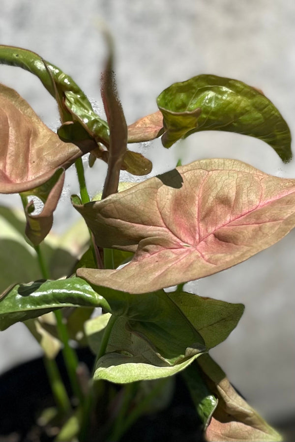 A detailed look at Syngonium podophyllum 'Neon' 4" green and pink leaves against a grey wall