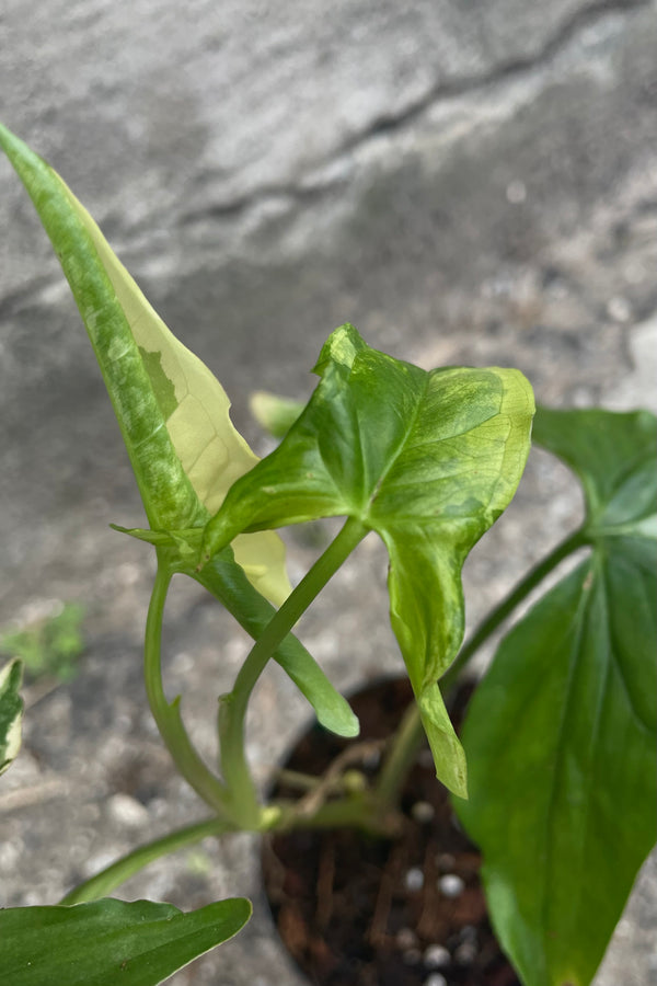 A close-up overhead view of the 4" Syngonium podophyllum albo-variegatum and its cream and green marbled leaves