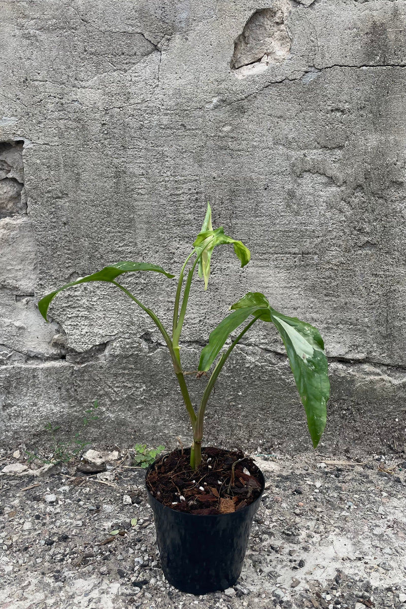 A full-body view of the 4" Syngonium podophyllum albo-variegatum and its green and cream marbled leaves in a grower pot against a concrete backdrop