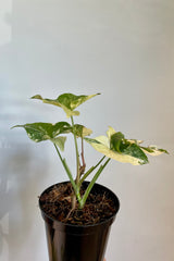 Photo of Syngonium leaves with yellow and green variegation against gray wall.