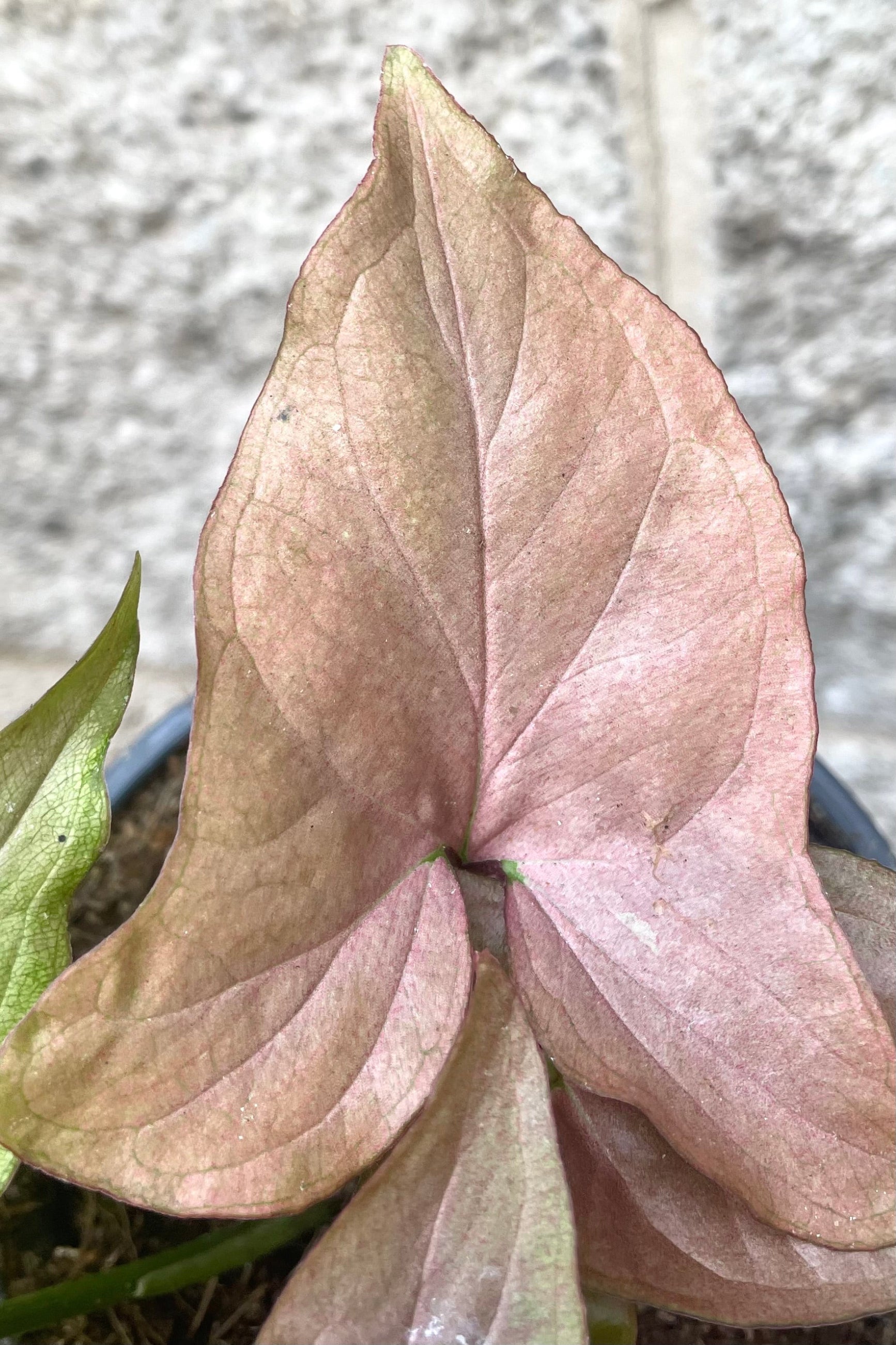 A detailed view of Syngonium podophyllum "Pink" 4" against concrete backdrop ©Sprout Home