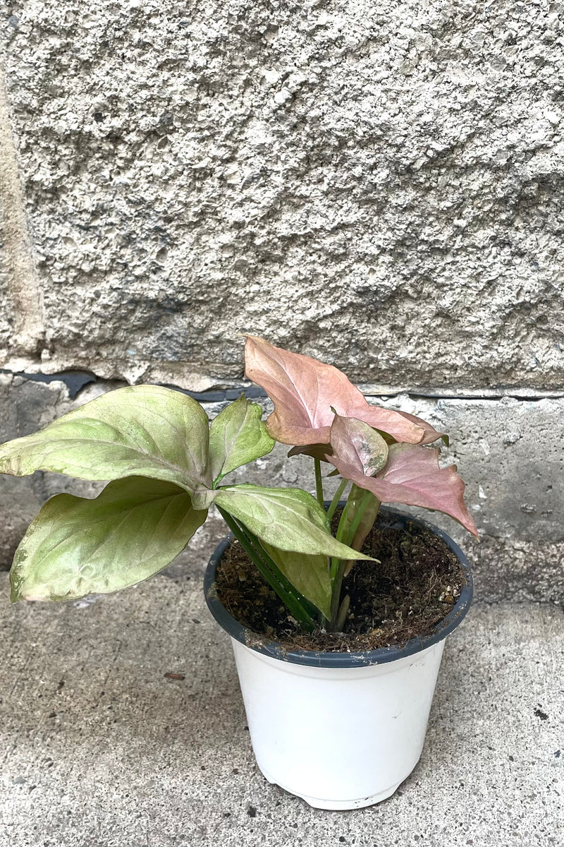 A full view of Syngonium podophyllum "Pink" 4" in a grow pot against concrete backdrop