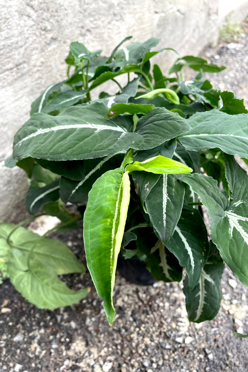 A close-up view of the leaves of the 6" Syngonium wendlandii against a concrete backdrop