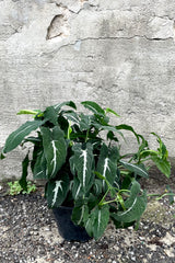 A frontal view of the 6" Syngonium wendlandii in a grow pot against a concrete backdrop