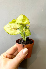 A syngonium plant in a 2" growers pot shown against a gray wall being held in hand to show scale.