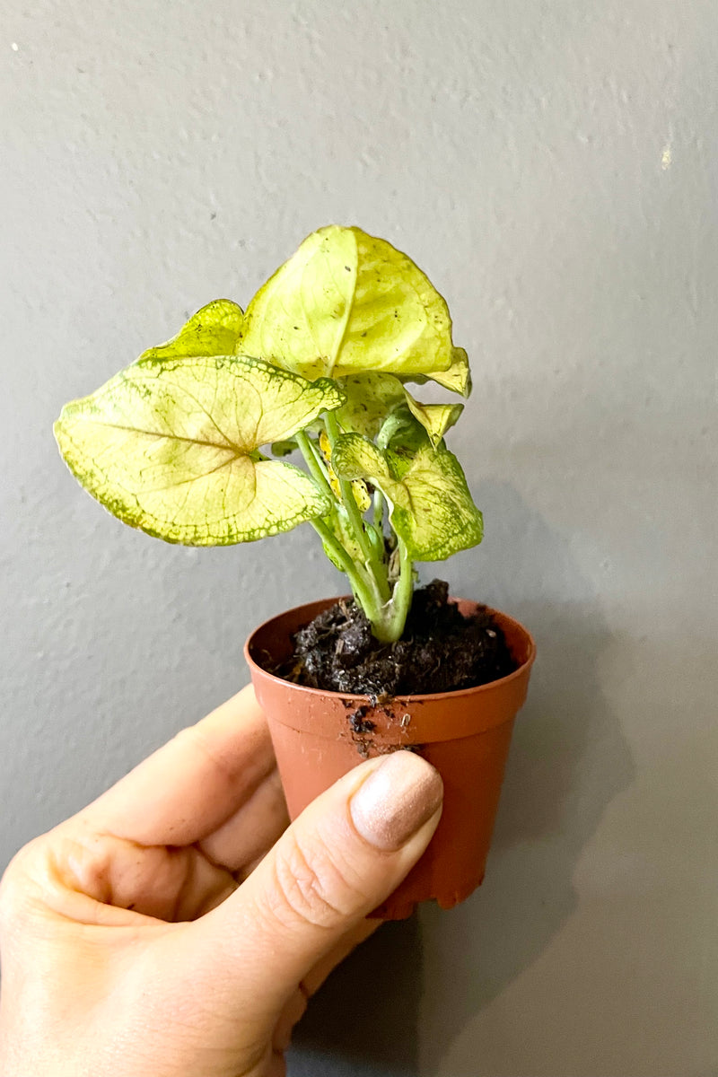 A syngonium plant in a 2" growers pot shown against a gray wall being held in hand to show scale.
