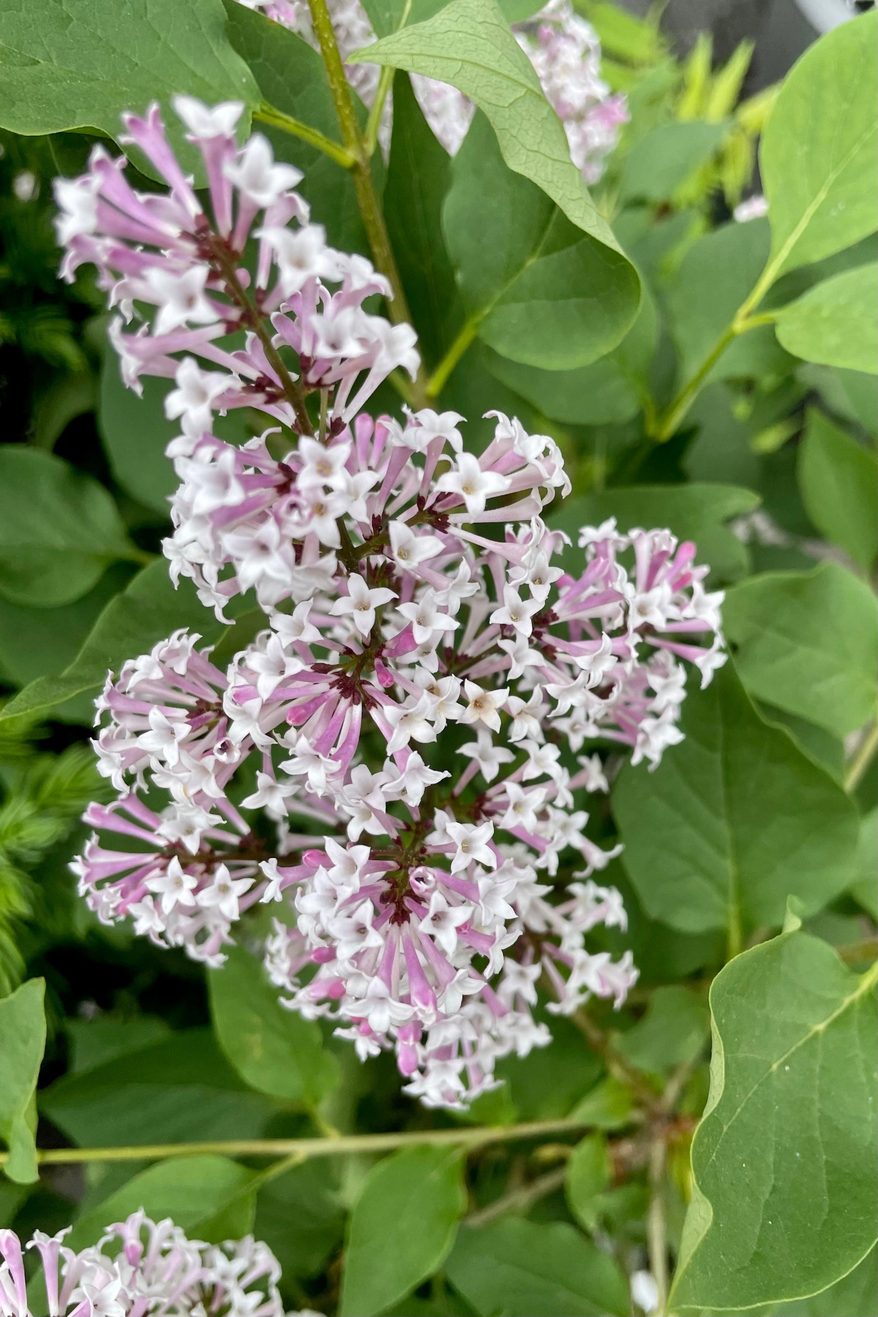 The Syringa 'Miss Kim' in bloom snowing the icy purple color of the blooms on top of green foliage the end of May in the Sprout Home yard. ©Sprout Home