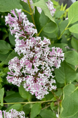 The Syringa 'Miss Kim' in bloom snowing the icy purple color of the blooms on top of green foliage the end of May in the Sprout Home yard. 