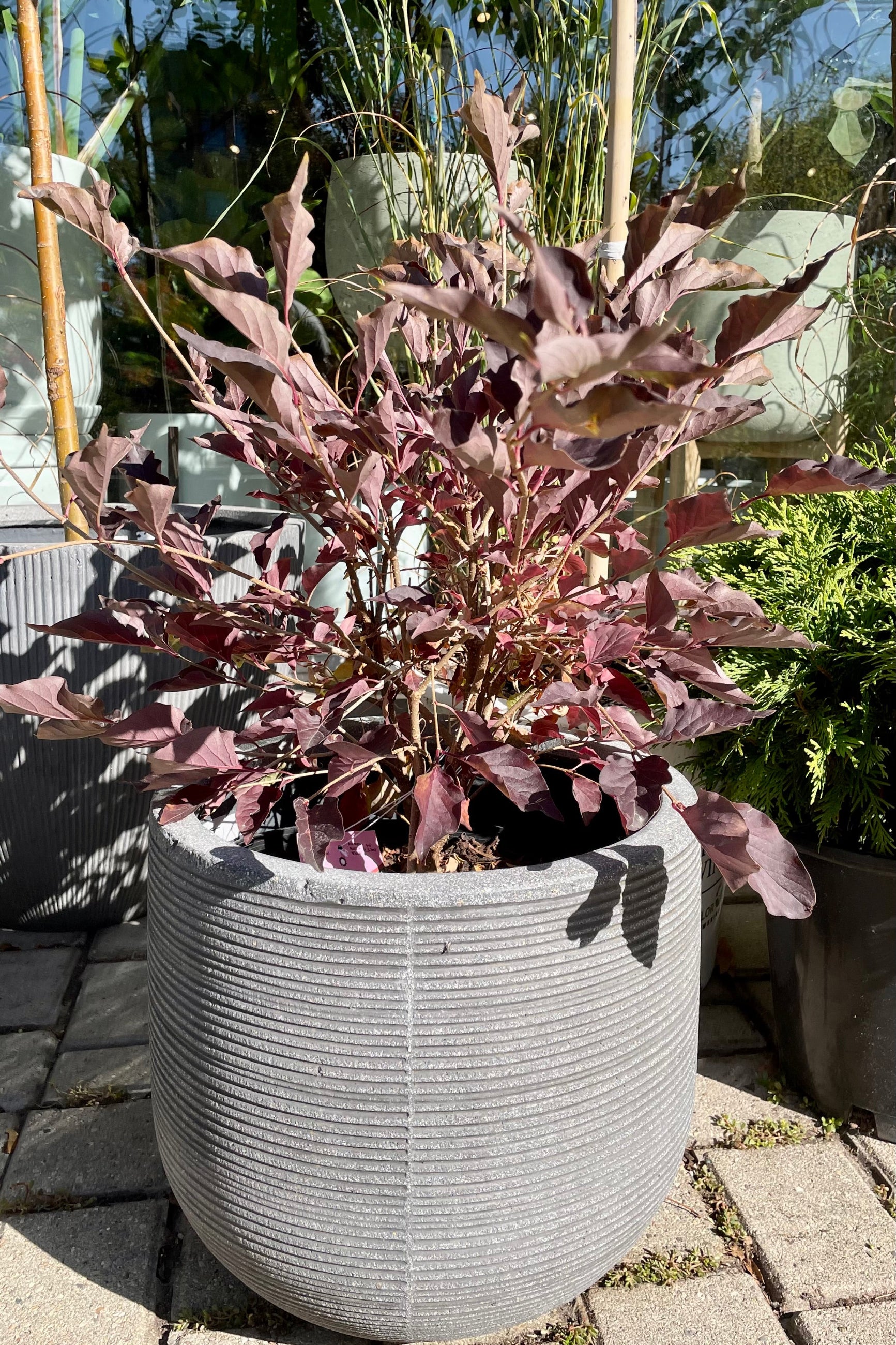 #3 pot size of Syringa 'Miss Kim' the beginning of October showing fall color sitting in a decorative pot.  ©Sprout Home