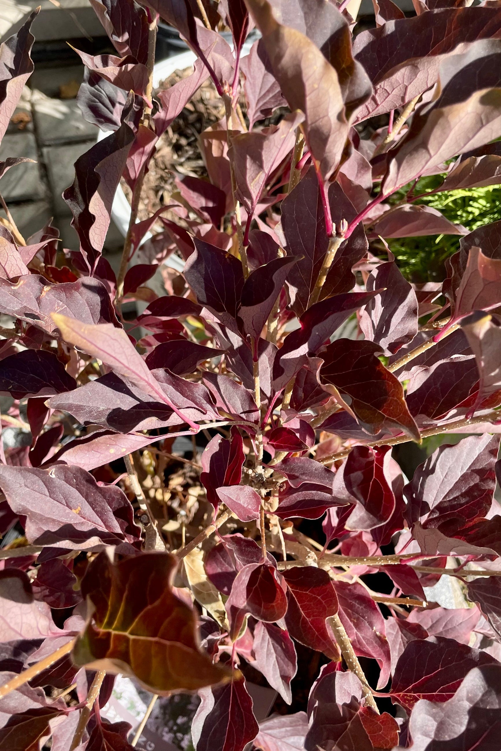 The purple burgundy fall colored leaves of the Syringa 'Miss KIm' the beginning of October at Sprout Home.  ©Sprout Home
