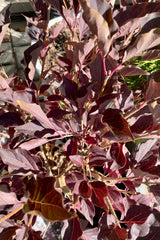 The purple burgundy fall colored leaves of the Syringa 'Miss KIm' the beginning of October at Sprout Home. 