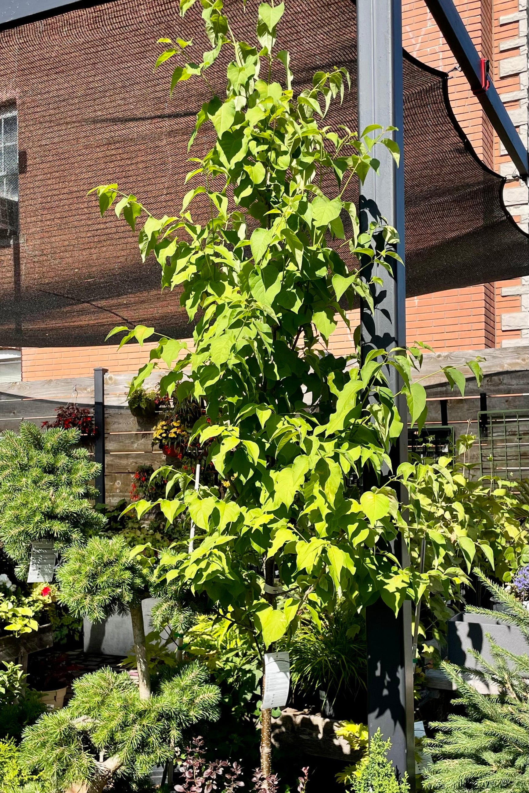 #10 pot of the Syringa 'Ivory Silk' lilac tree at Sprout Home in the yard the end of June showing the green leaves surrounded by other plant material and a shade tarp above.  ©Sprout Home 