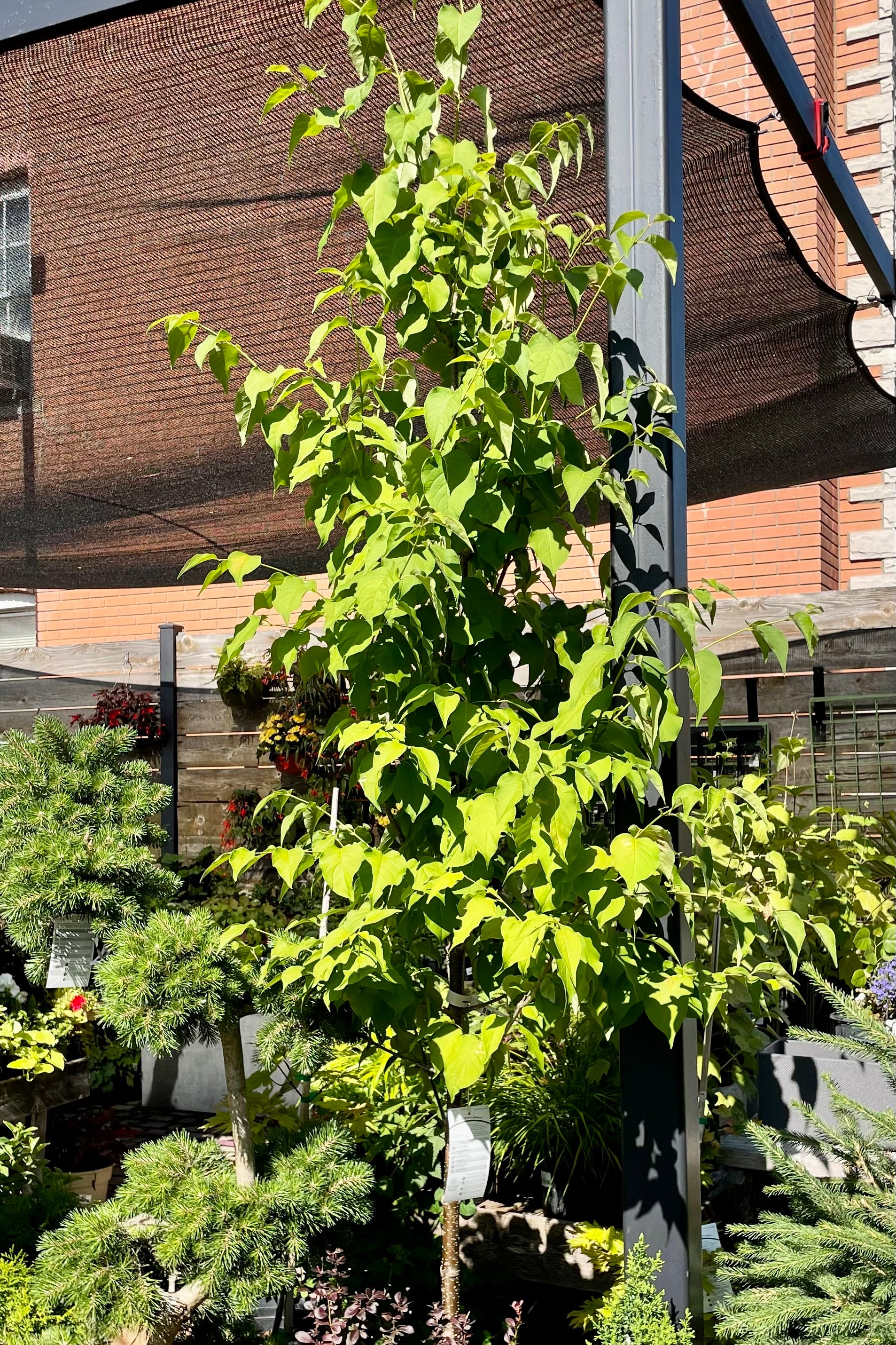 #10 pot of the Syringa 'Ivory Silk' lilac tree at Sprout Home in the yard the end of June showing the green leaves surrounded by other plant material and a shade tarp above.