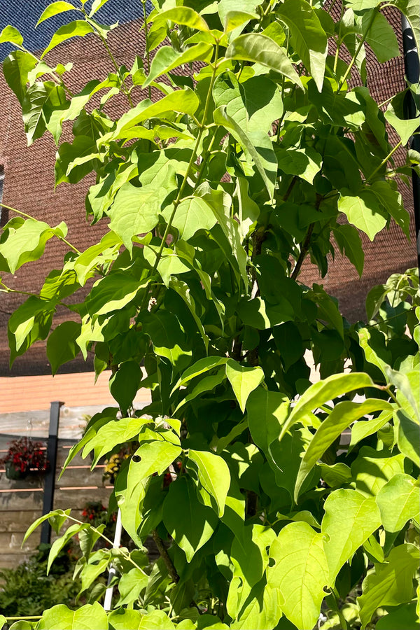 The light green rounded to lance shaped leaves of the Syringa 'Ivory Silk' Japanese lilac the end of June at Sprout Home.