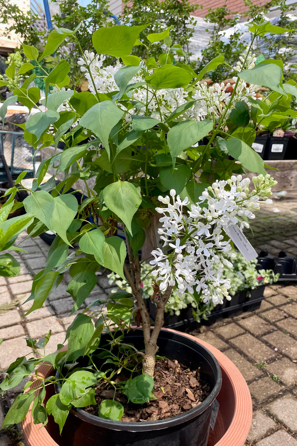 The white blooms of the Syringa 'New Age White' lilac shrub #3 in mid May in the Sprout Home yard. 