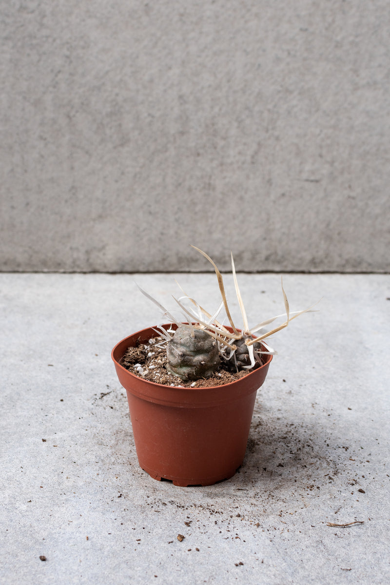 Tephrocactus in a 4 inch growers pot. 