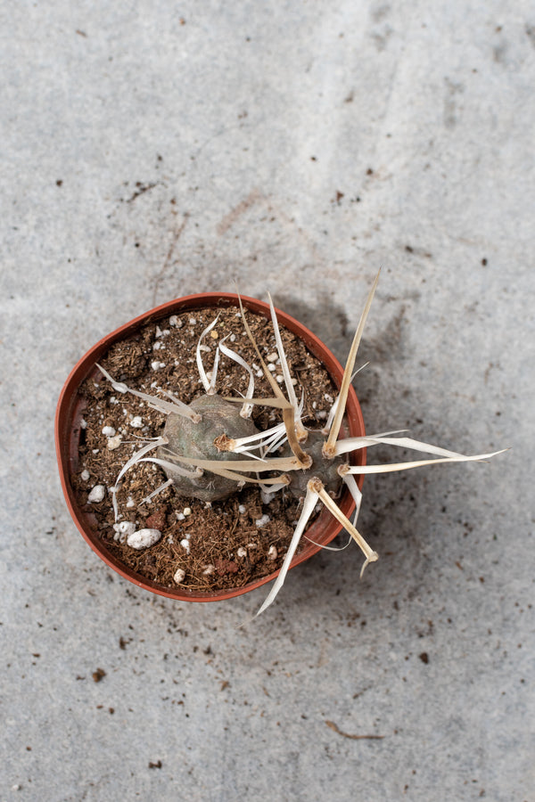 Tephrocactus pictured from above. 