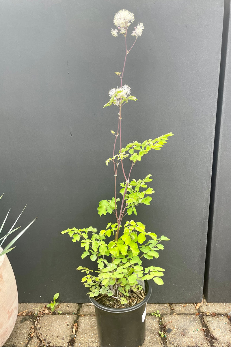 #1 growers pot of the Thalictrum 'Nimbus White' perennial in bloom showing the white cloud like flowers and green foliage against a black background at Sprout Home the end of May.