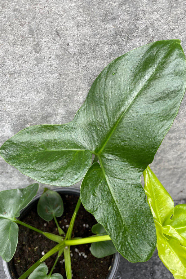 Close up of Thaumatophyllum goeldii leaves in front of grey background