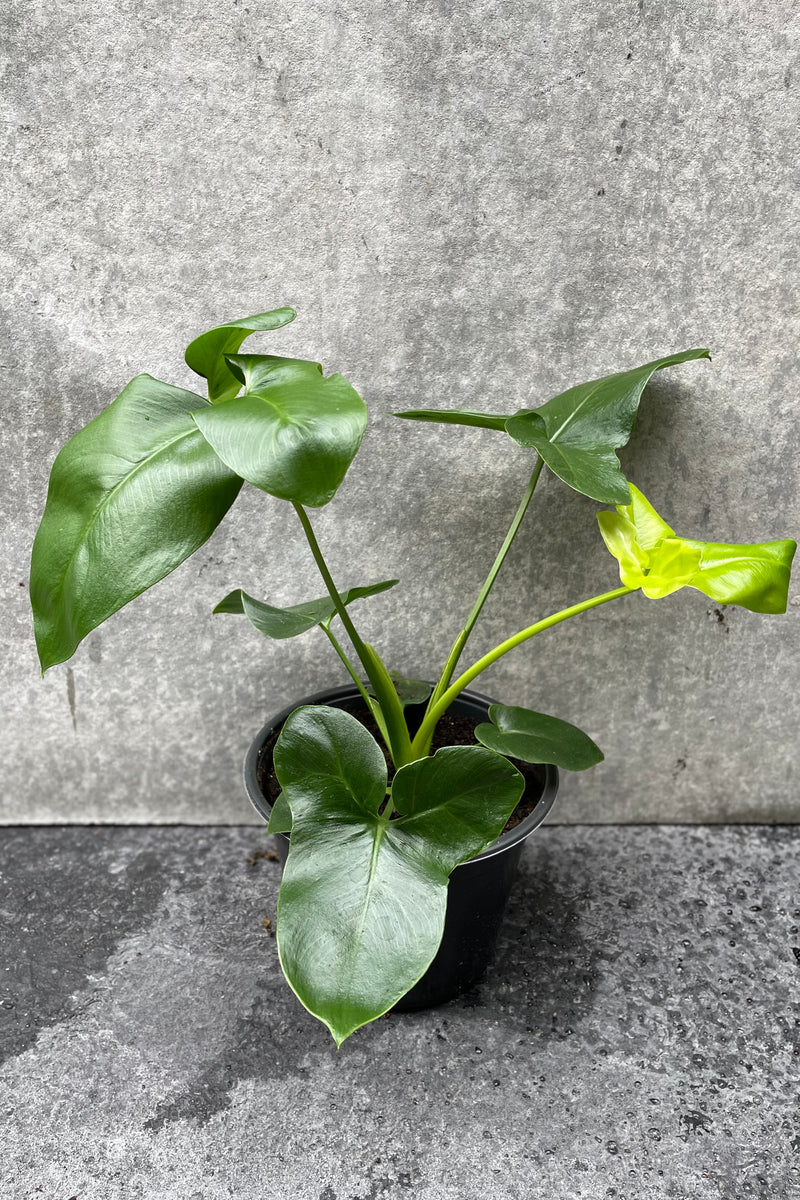 Thaumatophyllum goeldii in grow pot in front of grey background