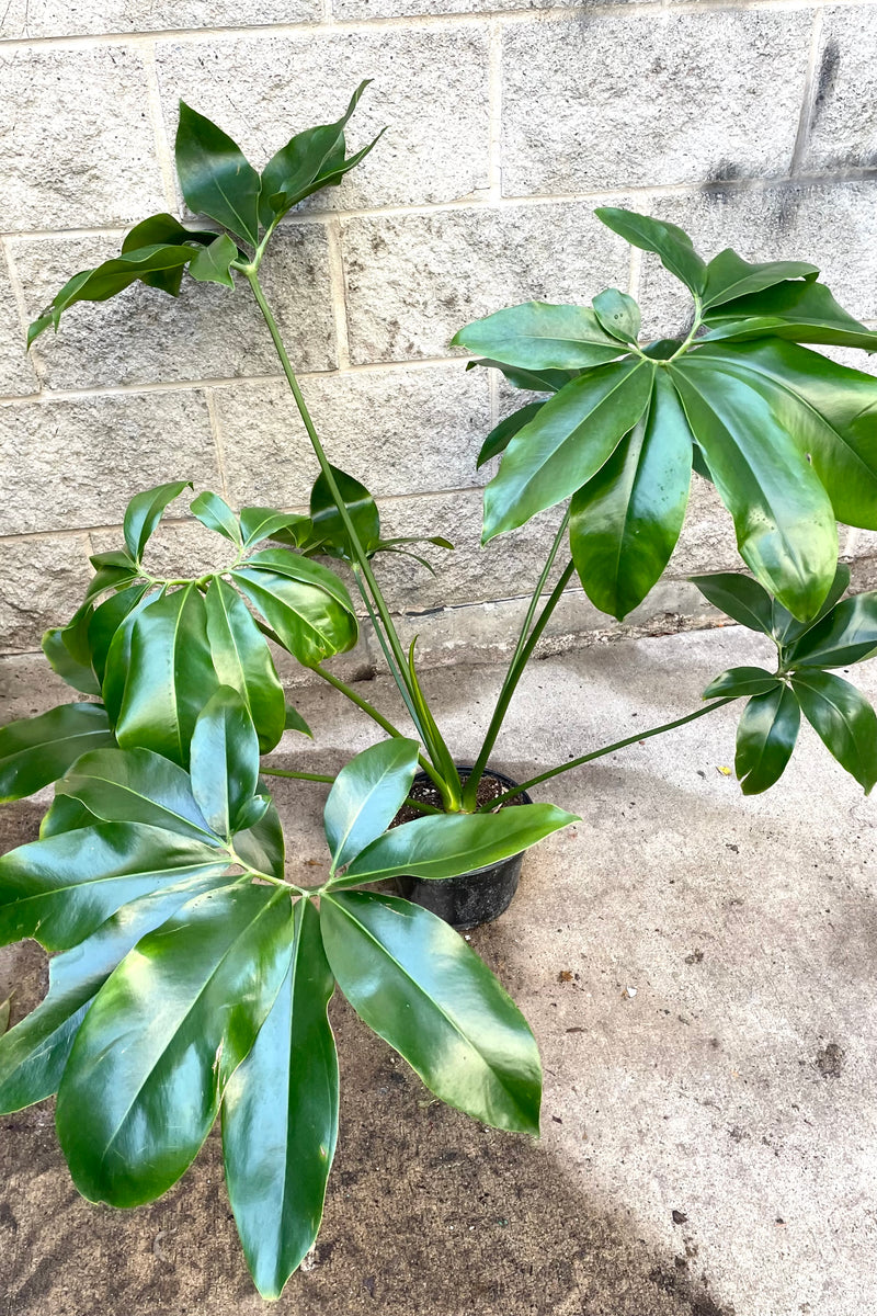 A full view of Thaumatophyllum goeldii 8" in grow pot against concrete backdrop