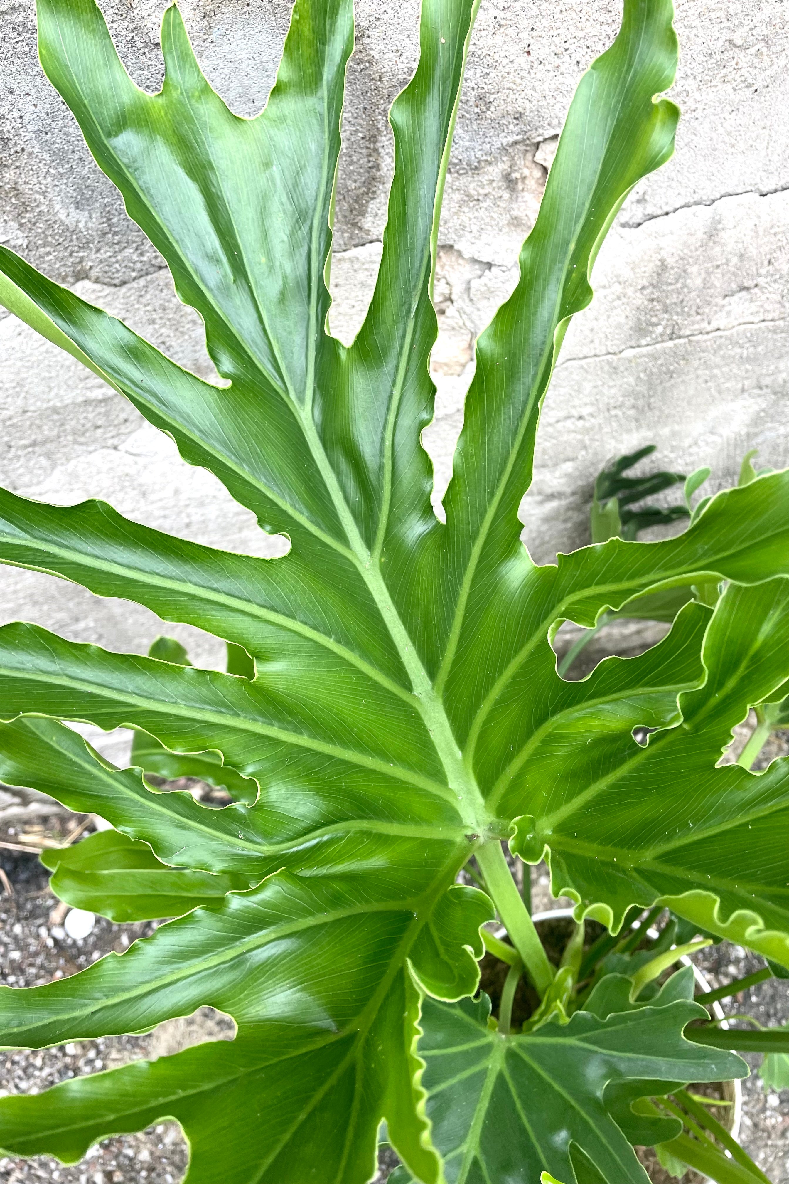 A detailed view of Thaumatophyllum 'Shangri La' 8" against concrete backdrop