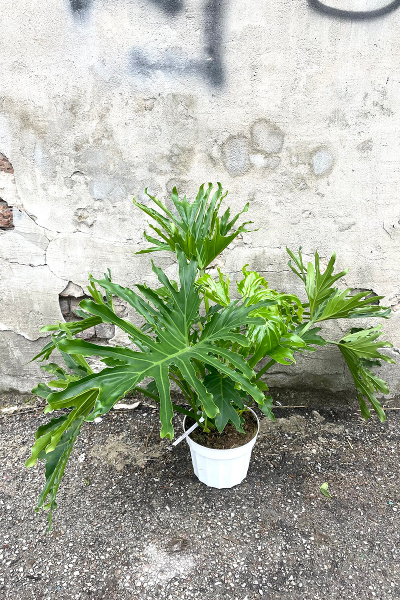 A full view of Thaumatophyllum 'Shangri La' 8"  in grow pot against concrete backdrop