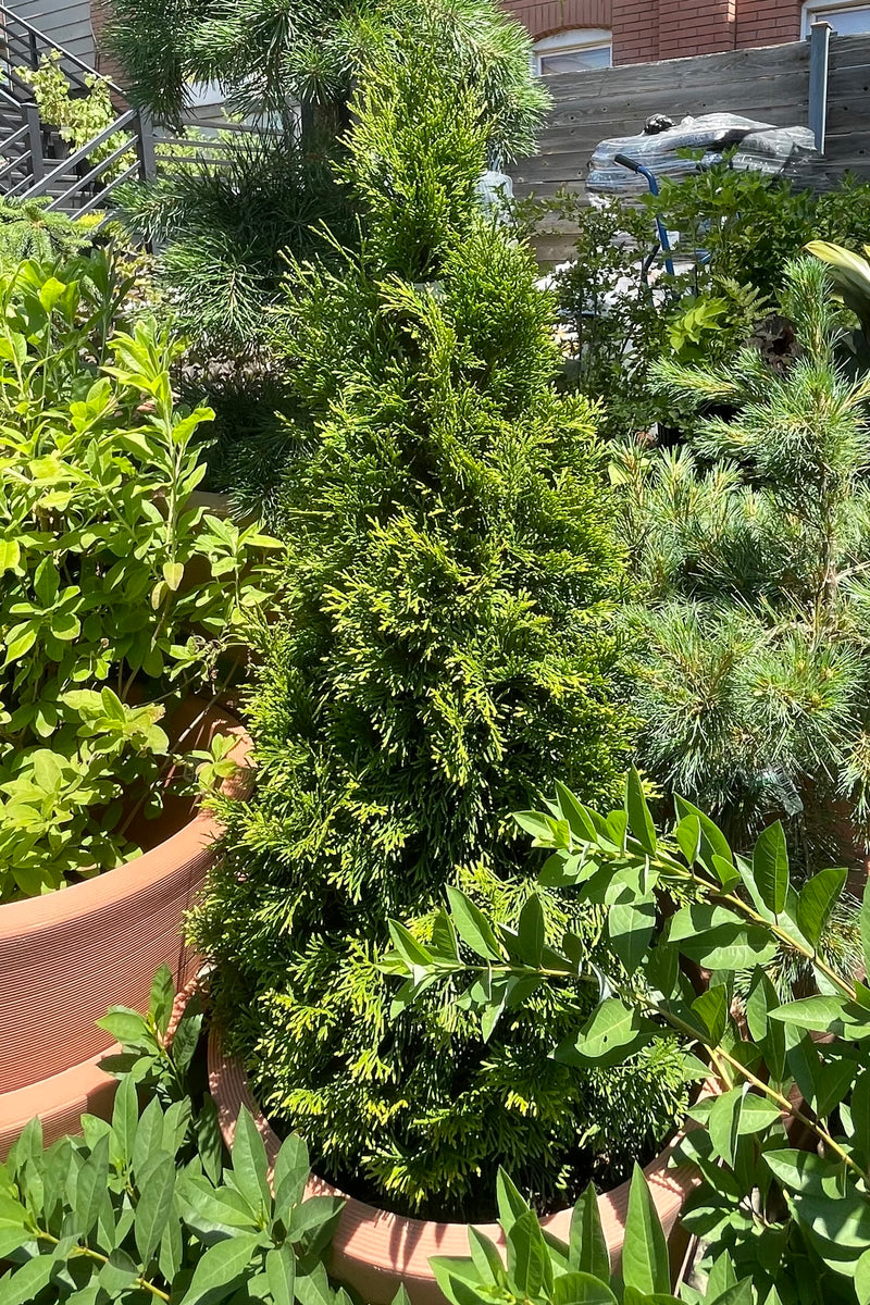 Thuja 'Emerald Green' in a #5 container sitting in a decorative pot surrounded by other plant material the end of June at Sprout Home.