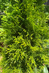 A detail picture of the dense branching and green foliage of the Thuja 'Emerald Green' at Sprout Home.