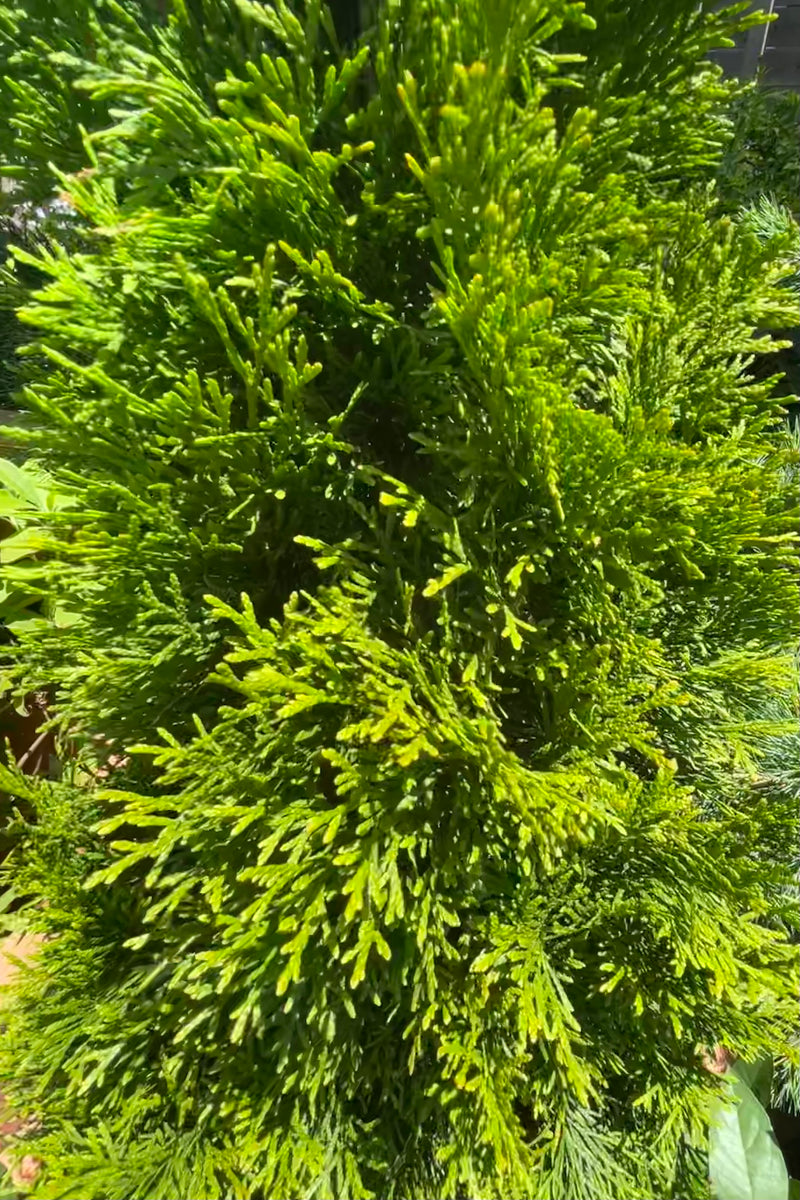 A detail picture of the dense branching and green foliage of the Thuja 'Emerald Green' at Sprout Home.