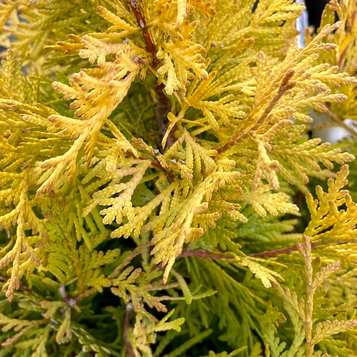 Thuja o 'Lemon Burst' #2
