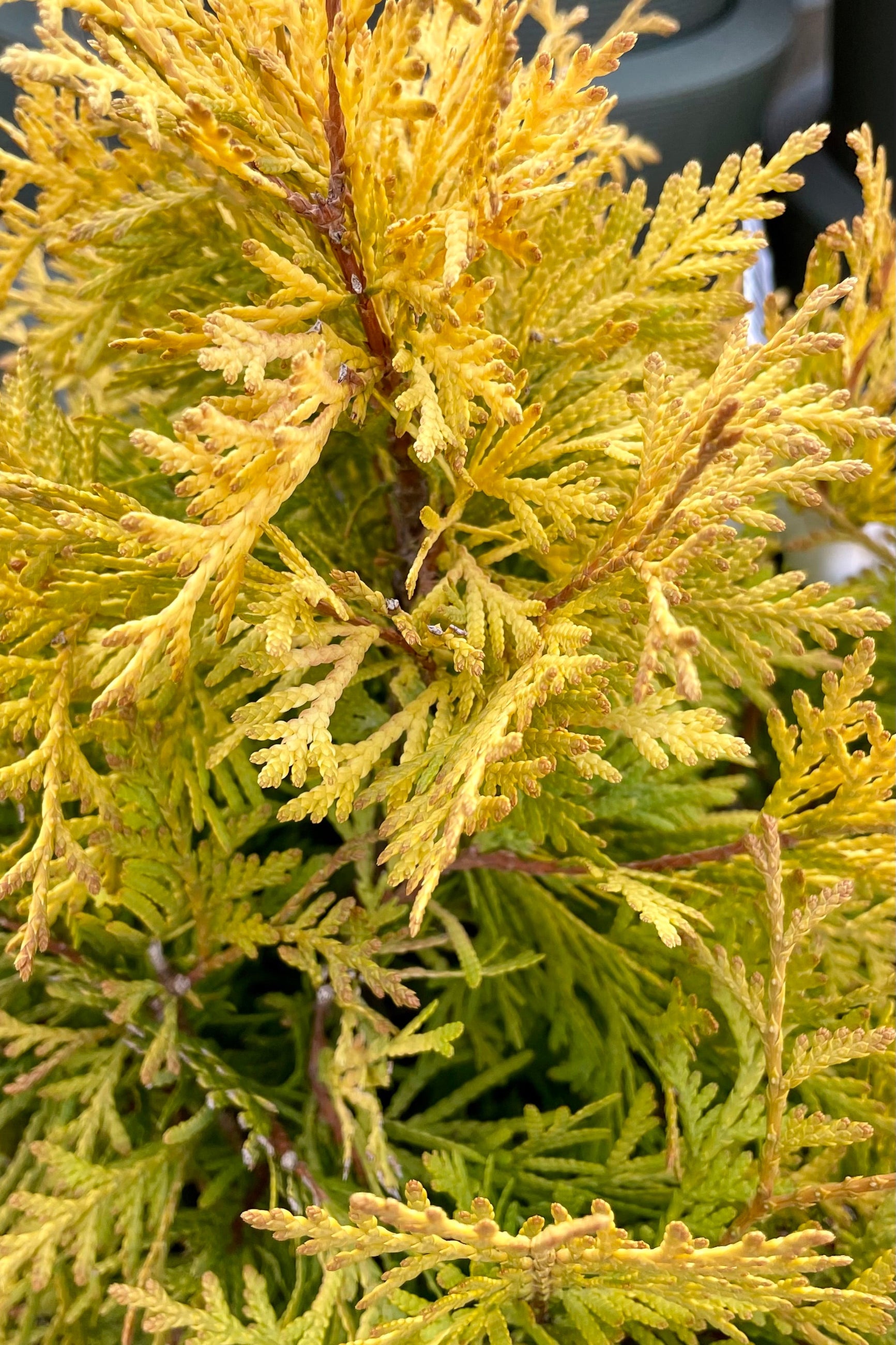 The bright yellow and slightly orange lobed foliage of the Thuja 'Lemon Burst' the beginning of spring at Sprout Home. ©Sprout Home