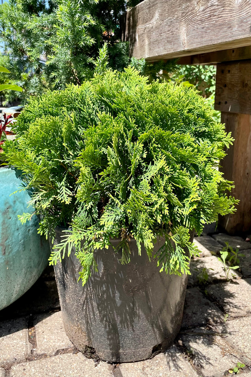 #3 container of the Thuja 'Danica' evergreen shrub in mid June at Sprout Home showing the dense rich green textured foliage. 