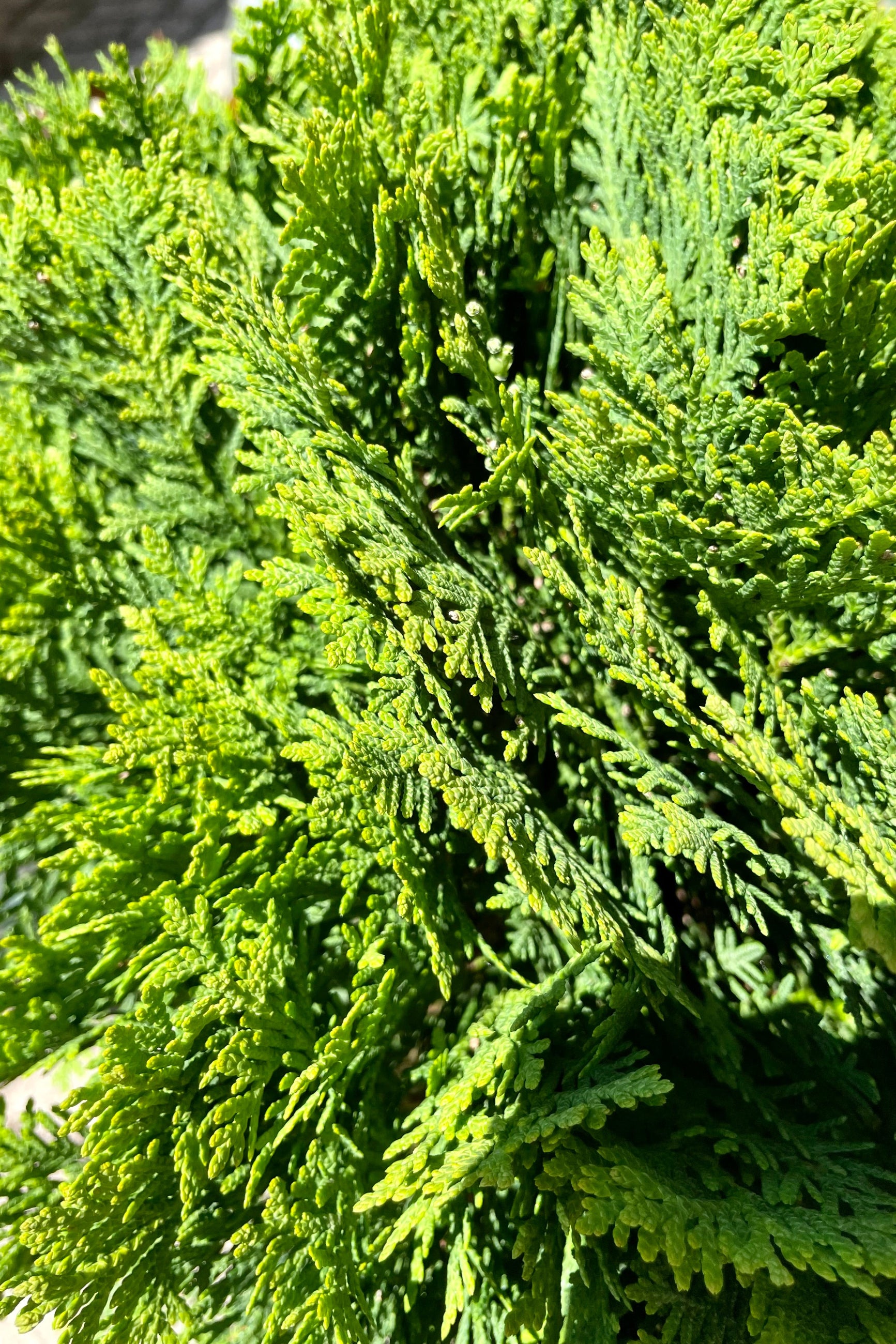 A detail picture of the rich green foliage of the Thuja 'Danica' mid June at Sprout Home. ©Sprout Home