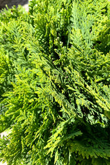 A detail picture of the rich green foliage of the Thuja 'Danica' mid June at Sprout Home.