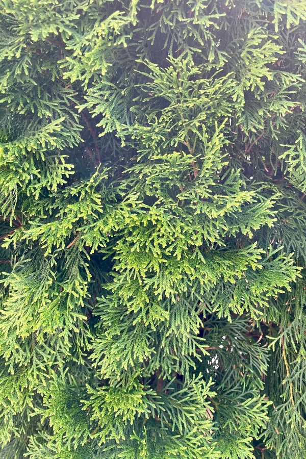 The finely lobed and thick textured green foliage of Thuja 'Emerald Green'