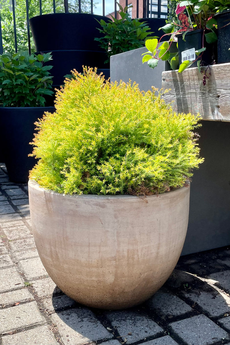 Thuja 'Fire Chief' arborvitae shrub in a decorative terracotta pot at Sprout Home showing the bright green foliage with rust colored tips in mid June at Sprout Home. 