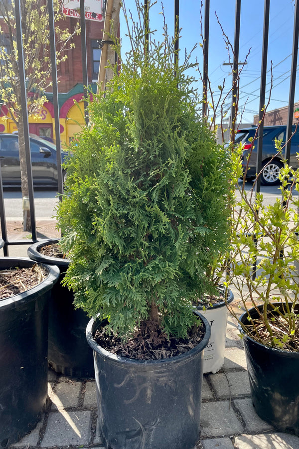 Thuja 'Pyramidalis' in a #5 pot the middle of April showing the upright nature and green foliage at Sprout Home. 