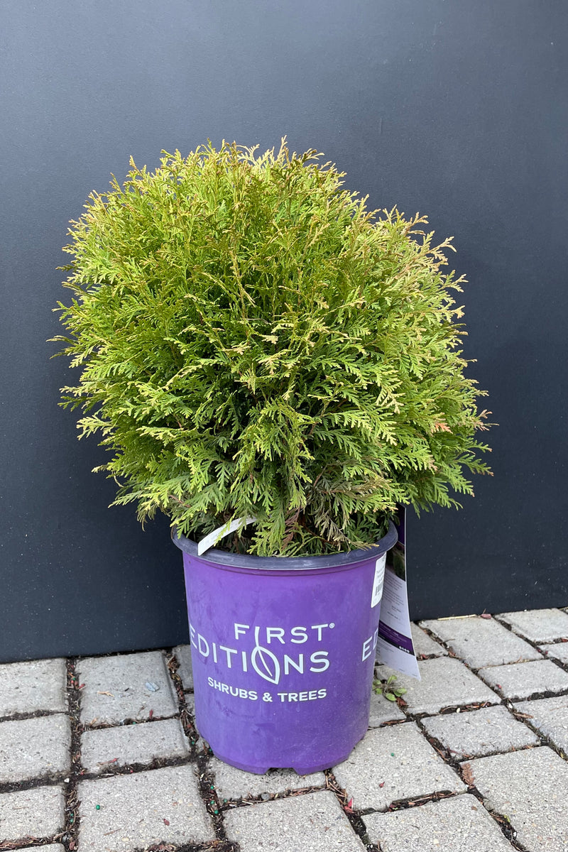 Thuja 'Planet Earth' in a #2 growers pot the beginning of spring against a black wall at Sprout Home. 