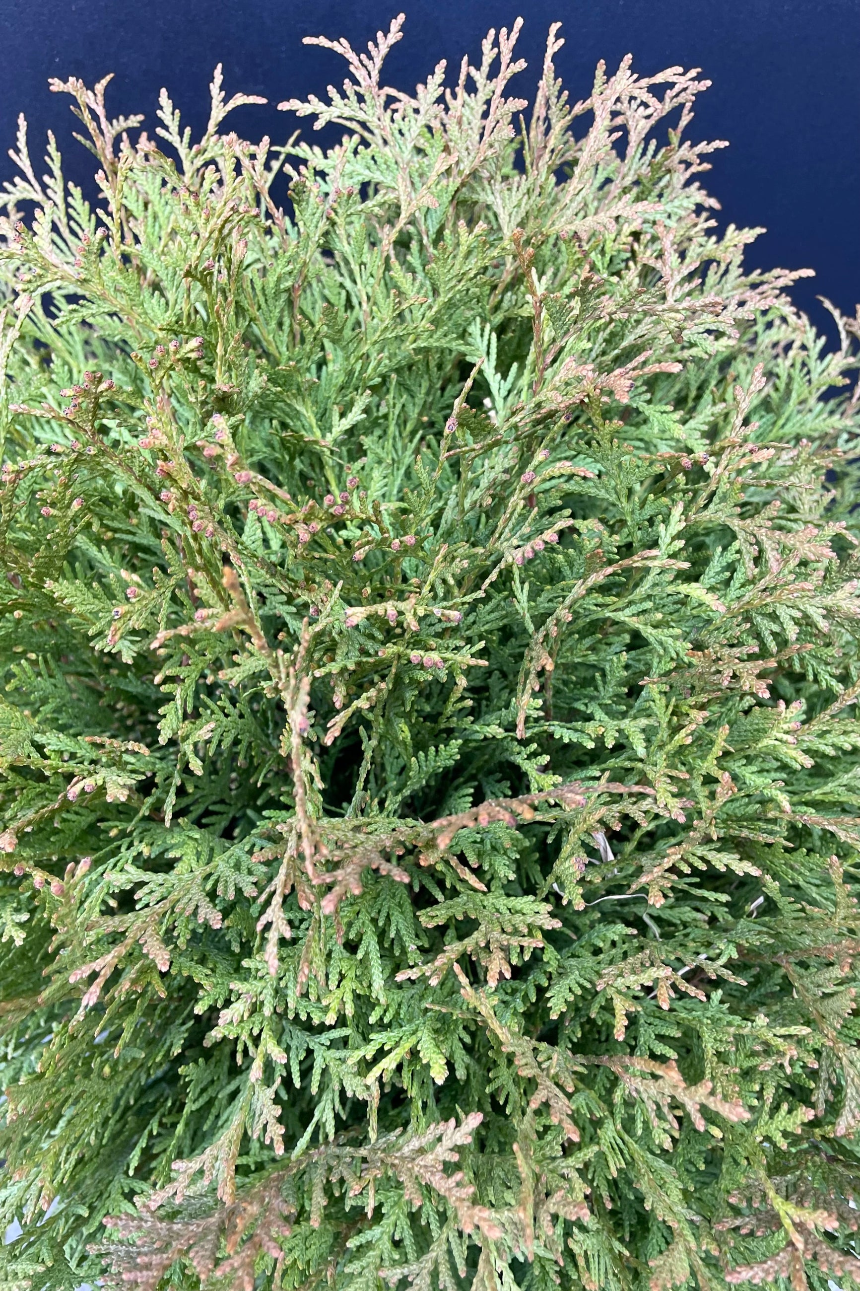 detail picture of the evergreen fronds of the Thuja 'Planet Earth' the beginning of Spring. ©Sprout Home