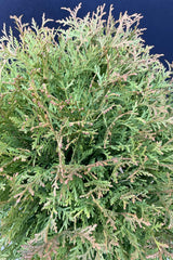 detail picture of the evergreen fronds of the Thuja 'Planet Earth' the beginning of Spring. 