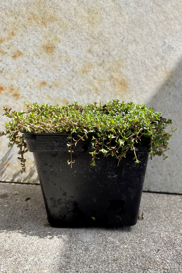 Thymus 'Coccineus' 1qt against a grey wall